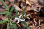 Cutleaf toothwort